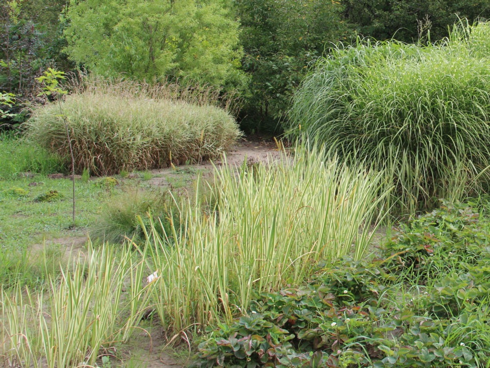 Аир вариегатный (Acorus calamus Variegata) Аїр варієгатний 1