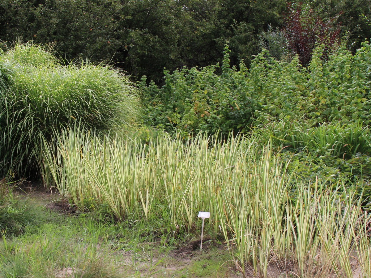 Аир вариегатный (Acorus calamus Variegata) Аїр варієгатний 3