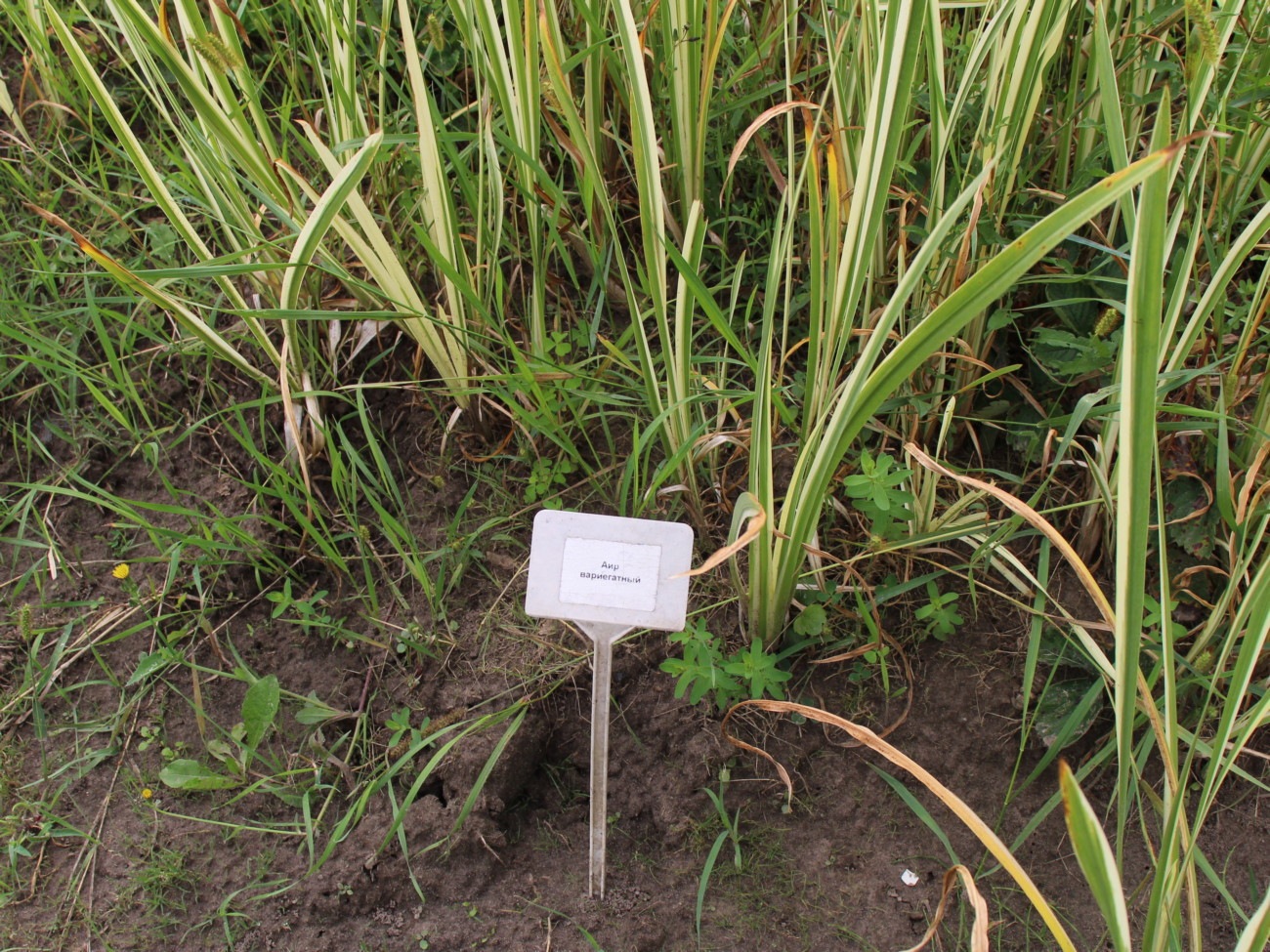 Аир вариегатный (Acorus calamus Variegata) Аїр варієгатний 4