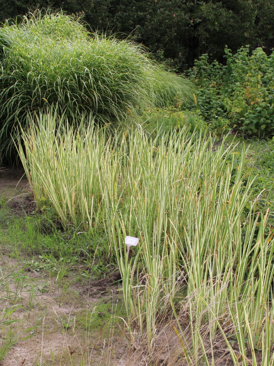 Аир вариегатный (Acorus calamus Variegata) Аїр варієгатний 5