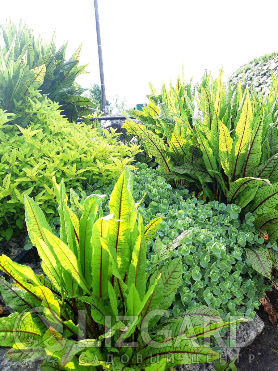 щавель декоративный купить