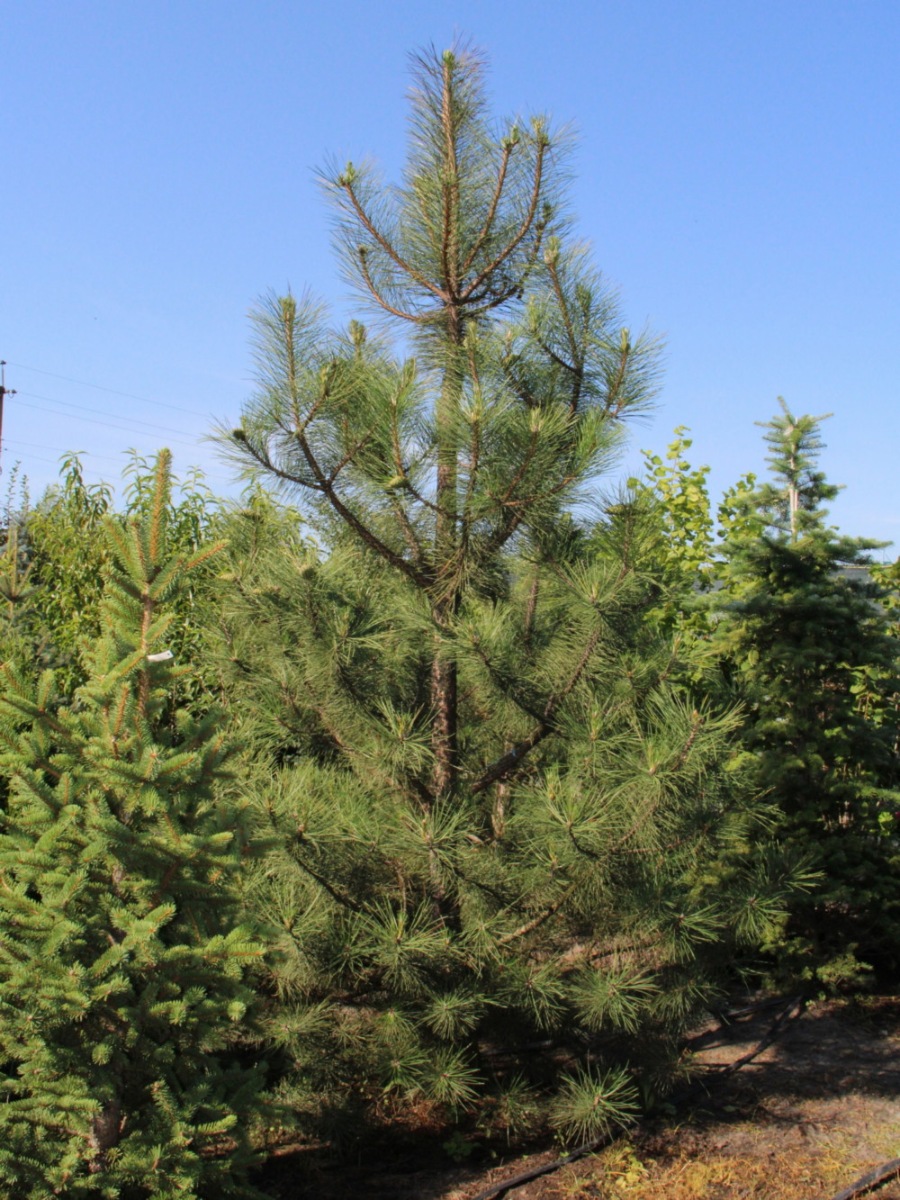 Сосна крымская (Pinus pallasiana) Сосна кримська 1