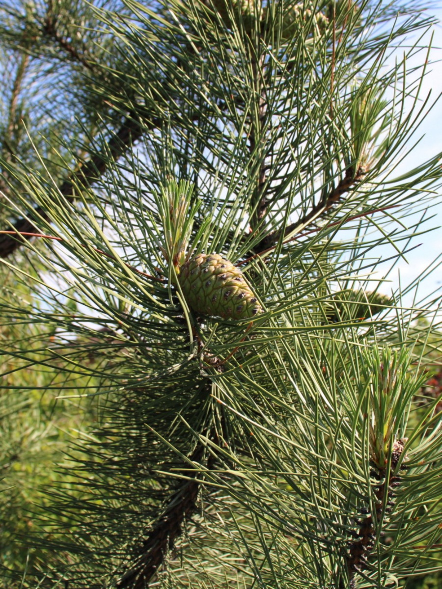 Сосна крымская (Pinus pallasiana) Сосна кримська 10