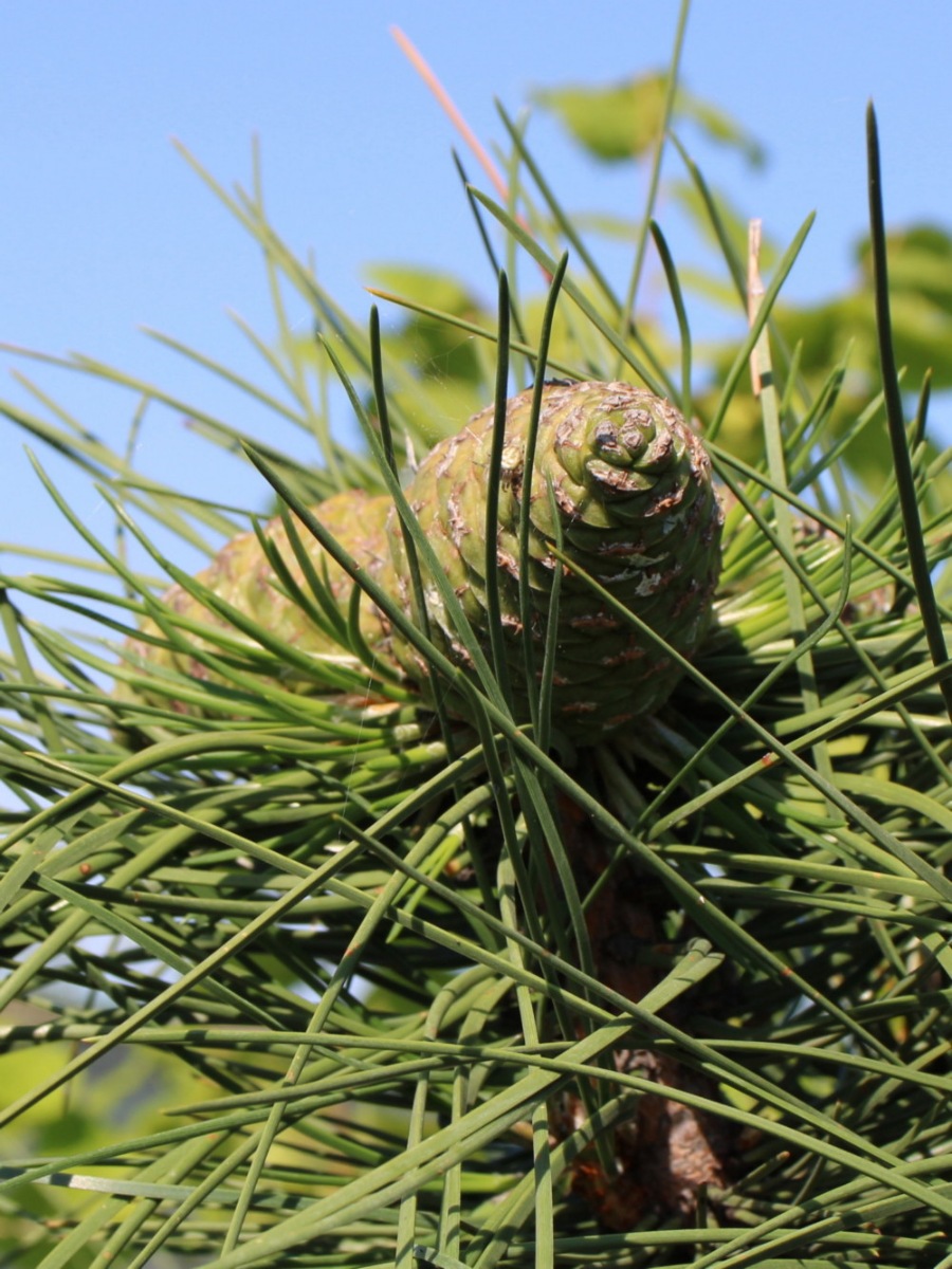 Сосна крымская (Pinus pallasiana) Сосна кримська 11