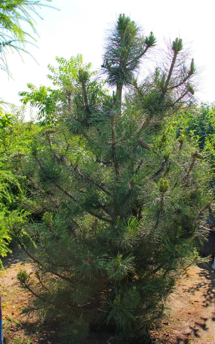 Сосна крымская (Pinus pallasiana) Сосна кримська 13