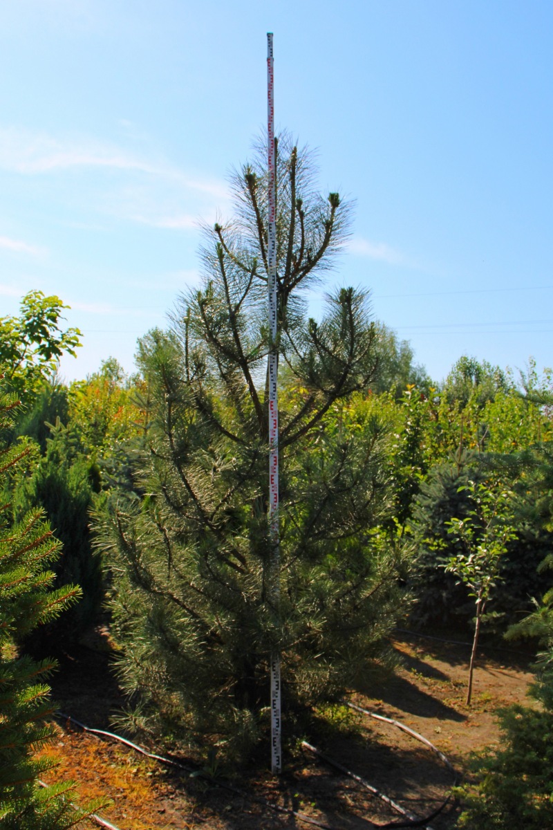 Сосна крымская (Pinus pallasiana) Сосна кримська 14