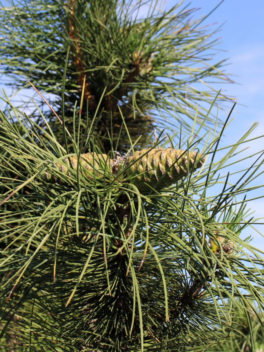 Сосна крымская (Pinus pallasiana) Сосна кримська 15