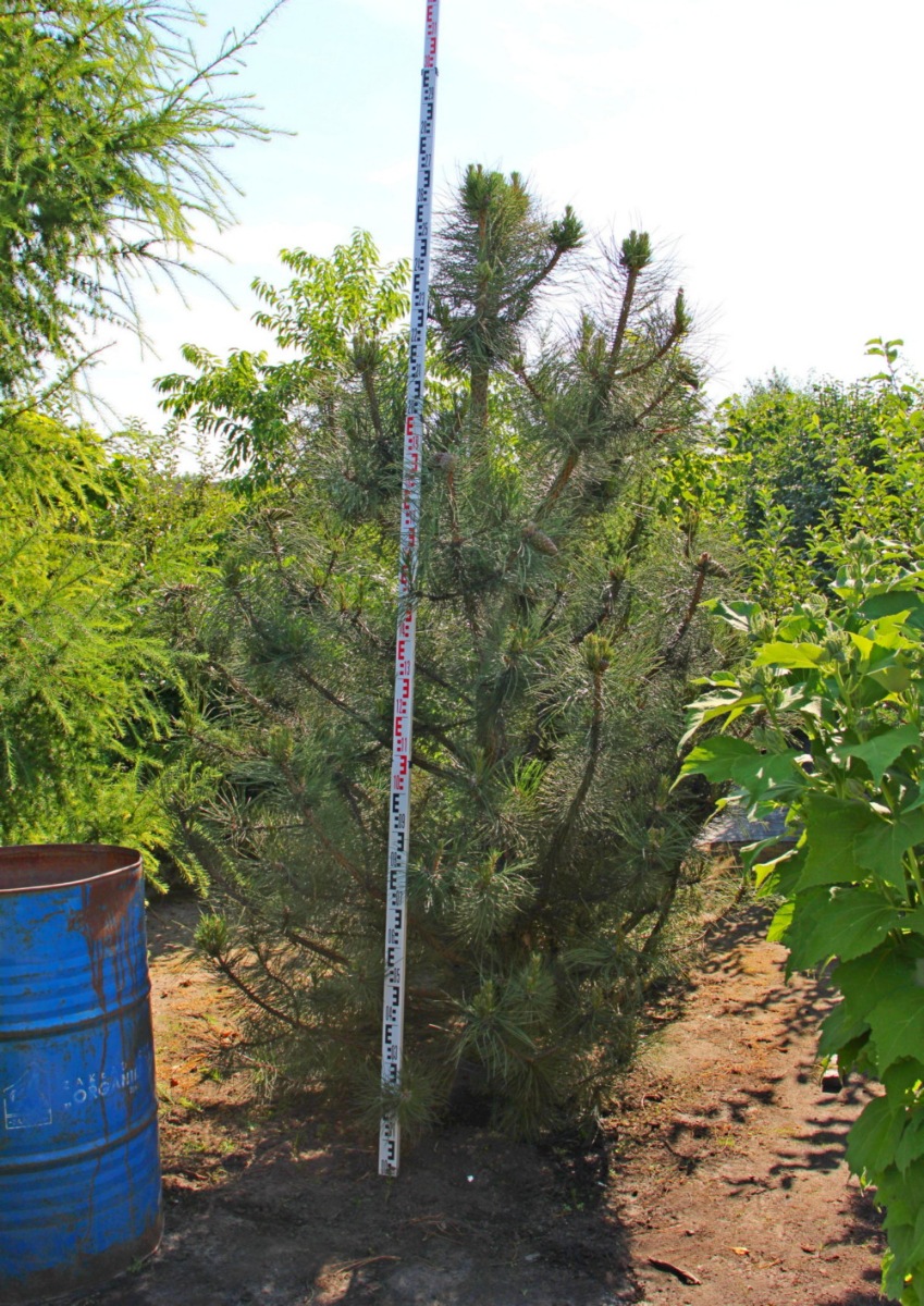 Сосна крымская (Pinus pallasiana) Сосна кримська 16
