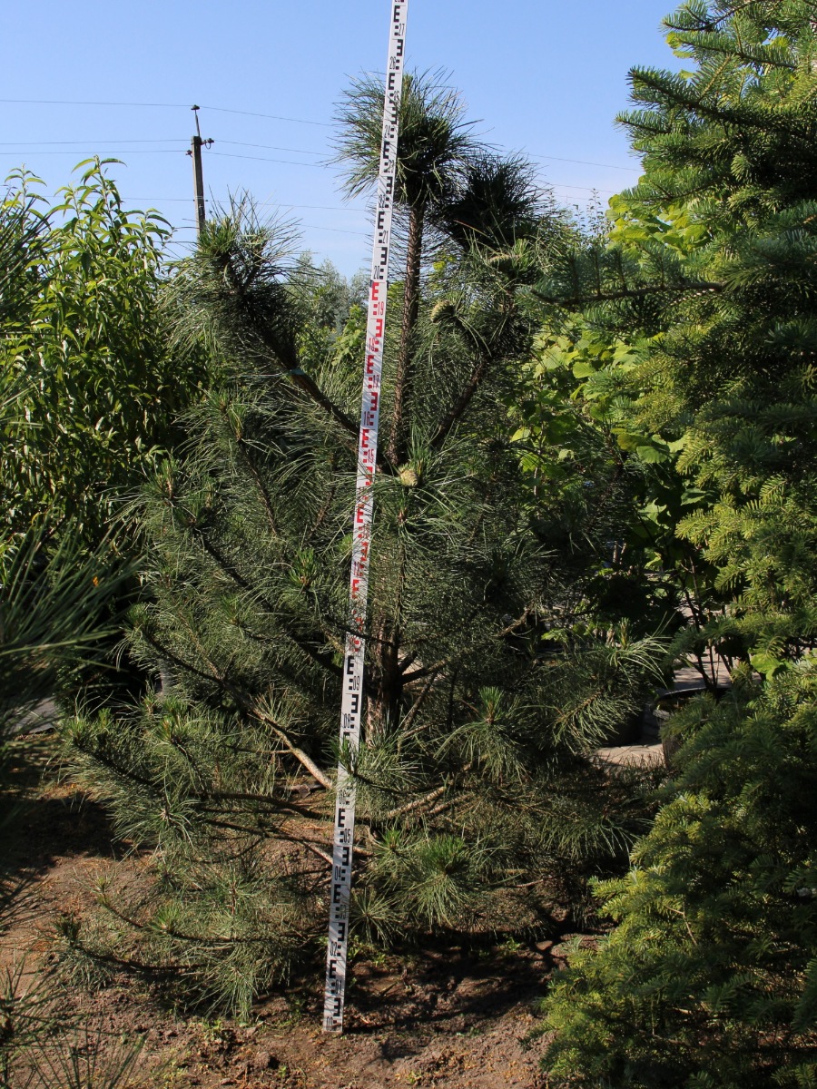 Сосна крымская (Pinus pallasiana) Сосна кримська 17