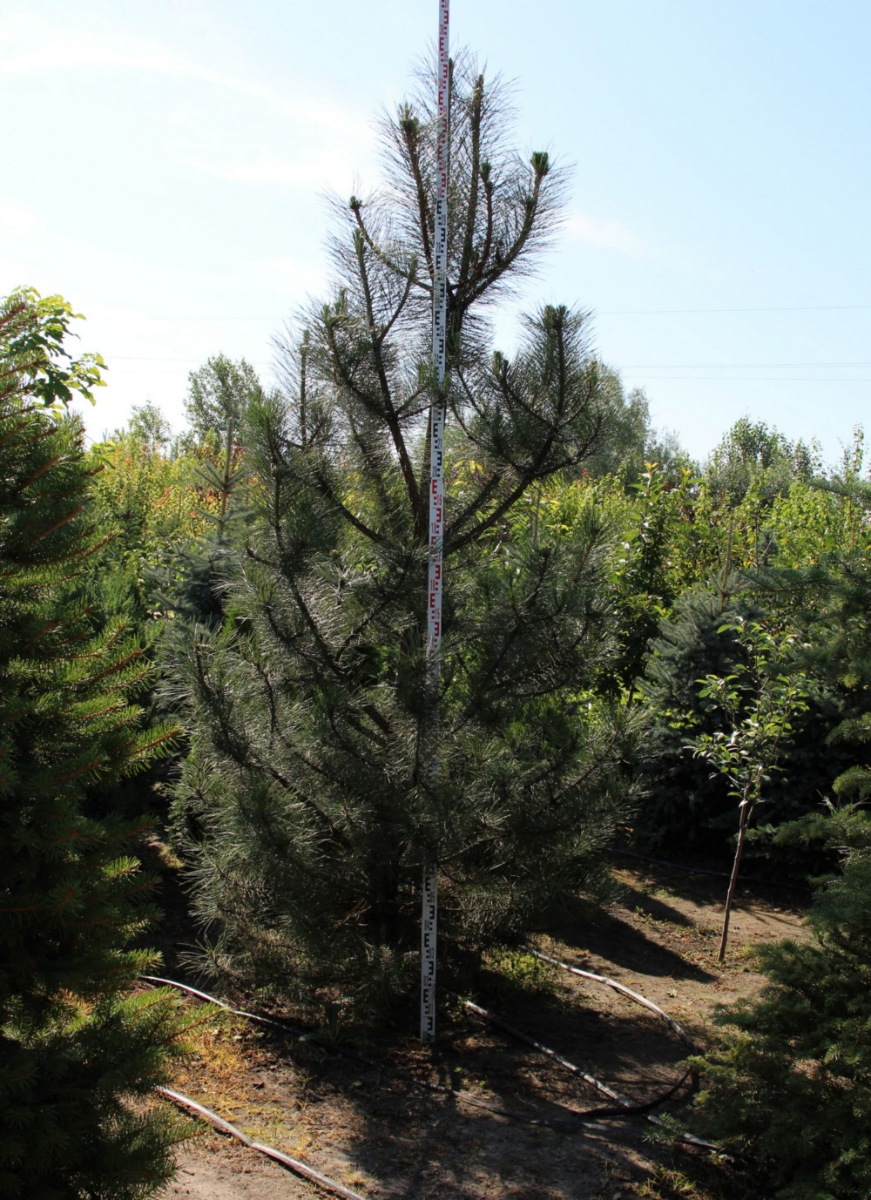Сосна крымская (Pinus pallasiana) Сосна кримська 18