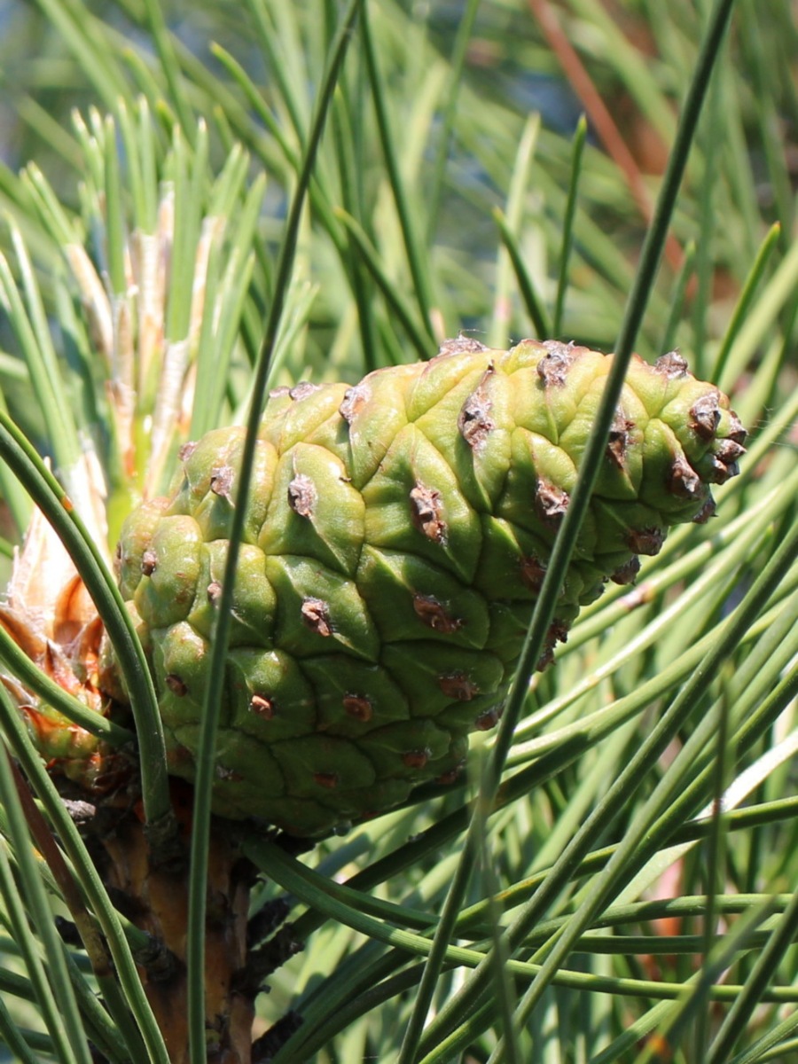 Сосна крымская (Pinus pallasiana) Сосна кримська 19