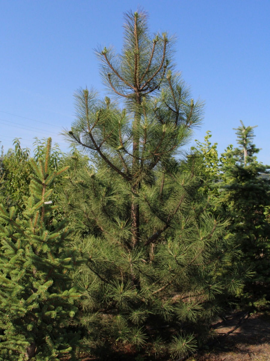 Сосна крымская (Pinus pallasiana) Сосна кримська 2