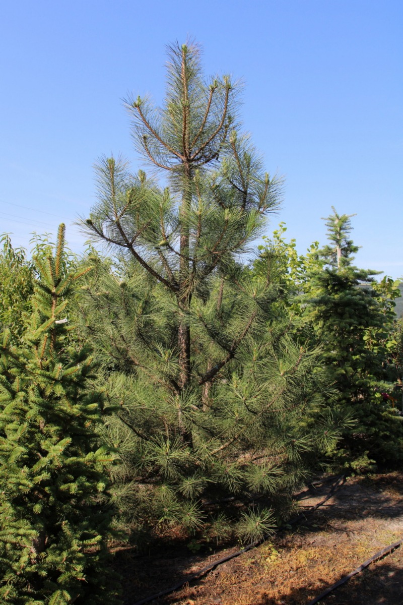 Сосна крымская (Pinus pallasiana) Сосна кримська 3