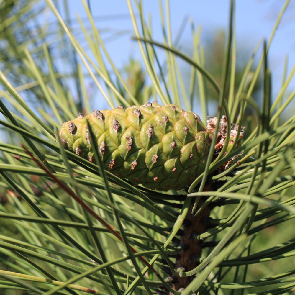 Сосна крымская (Pinus pallasiana) Сосна кримська 4