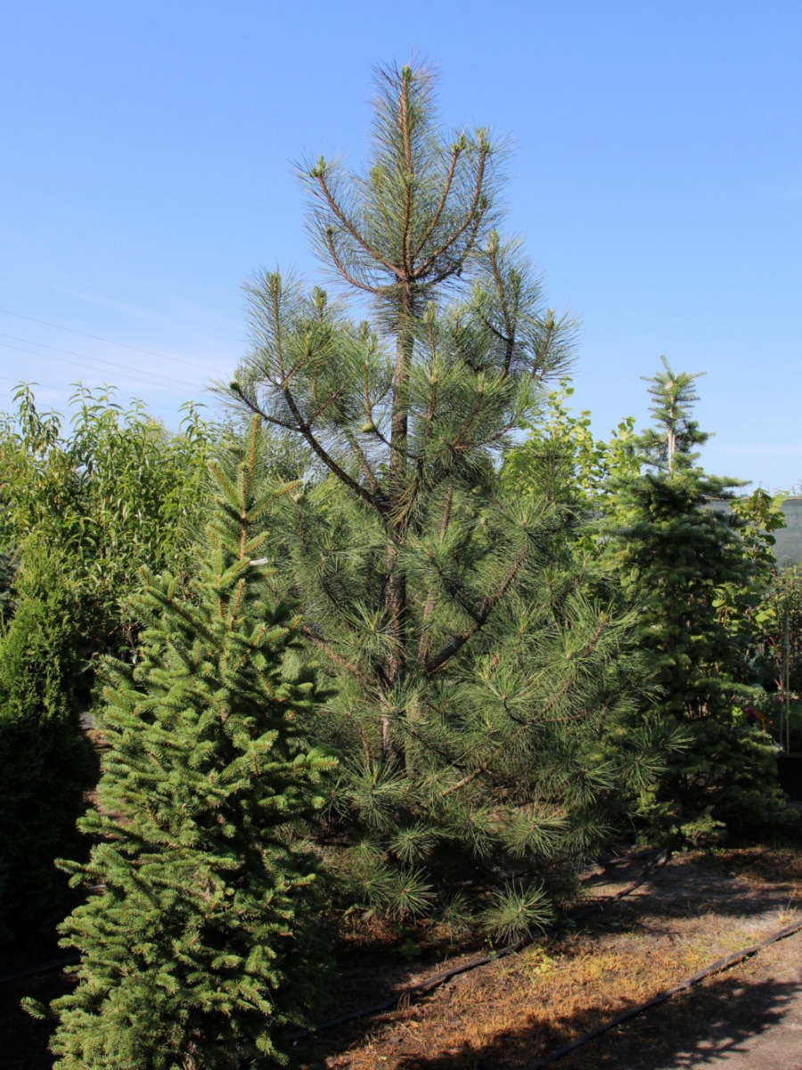 Сосна крымская (Pinus pallasiana) Сосна кримська 6