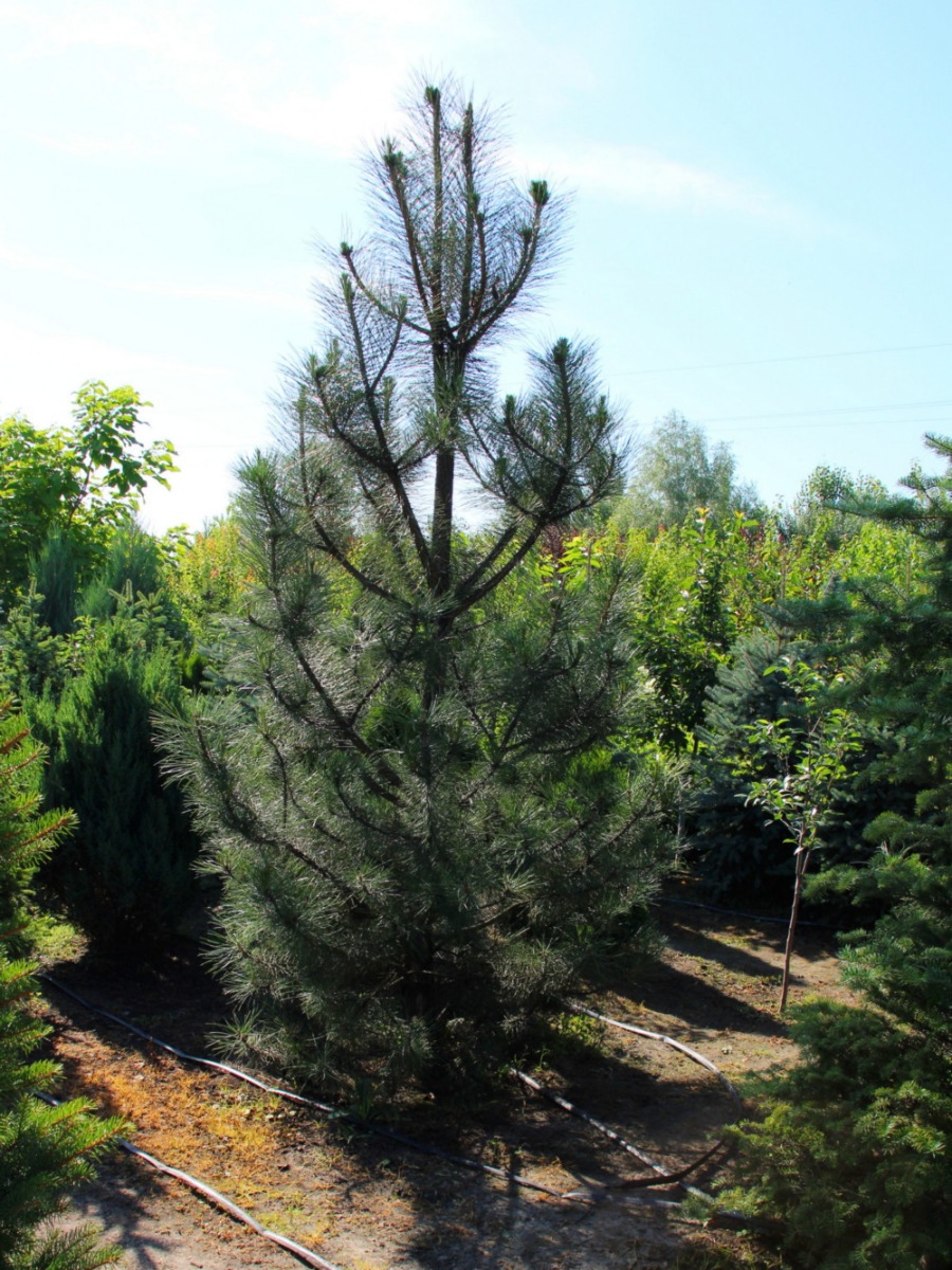 Сосна крымская (Pinus pallasiana) Сосна кримська 7