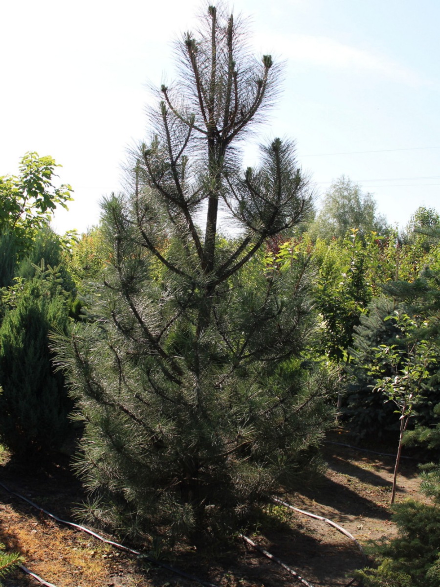 Сосна крымская (Pinus pallasiana) Сосна кримська 8