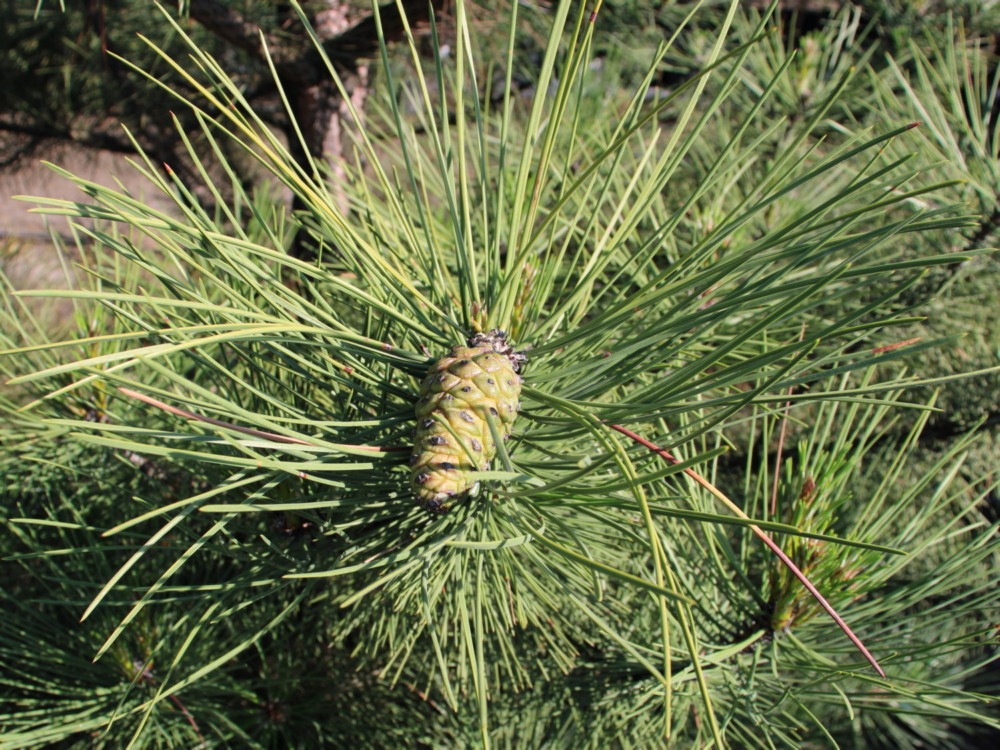 Сосна крымская (Pinus pallasiana) Сосна кримська 9