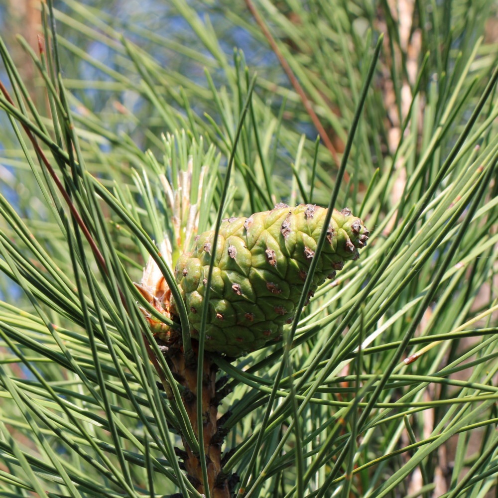 Сосна крымская (Pinus pallasiana) Сосна кримська5