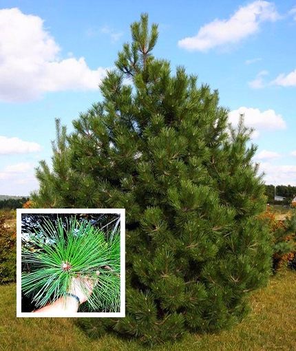 Сосна крымская  Pinus pallasiana