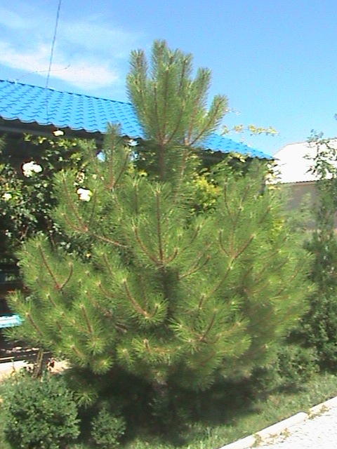 Сосна_кримська 1