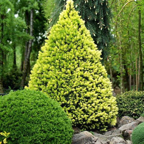 picea-glauca-daisy-white