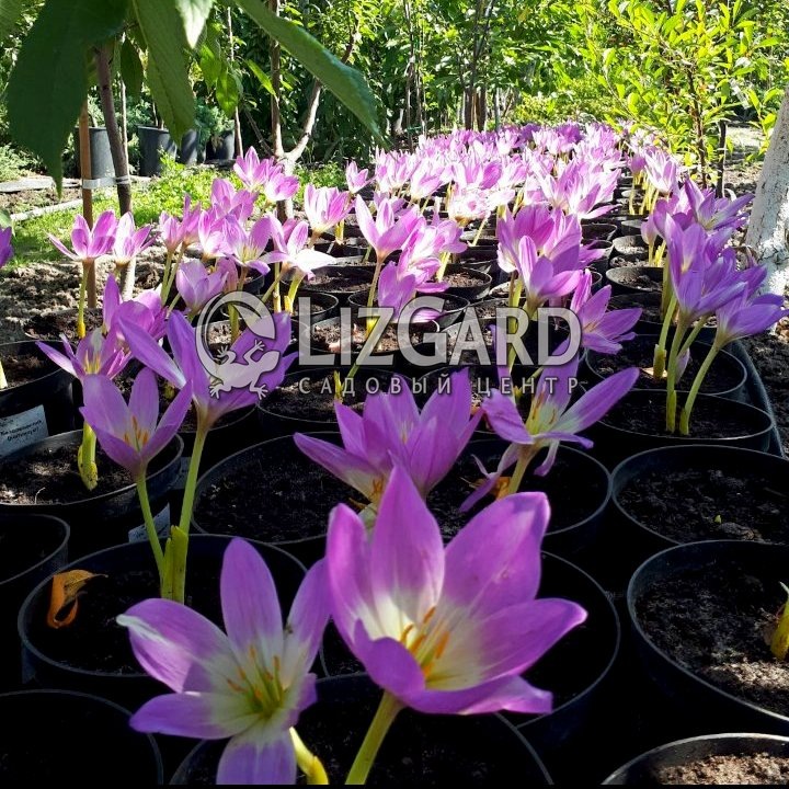 зображення_viber_2021-09-01_10-28-37-231