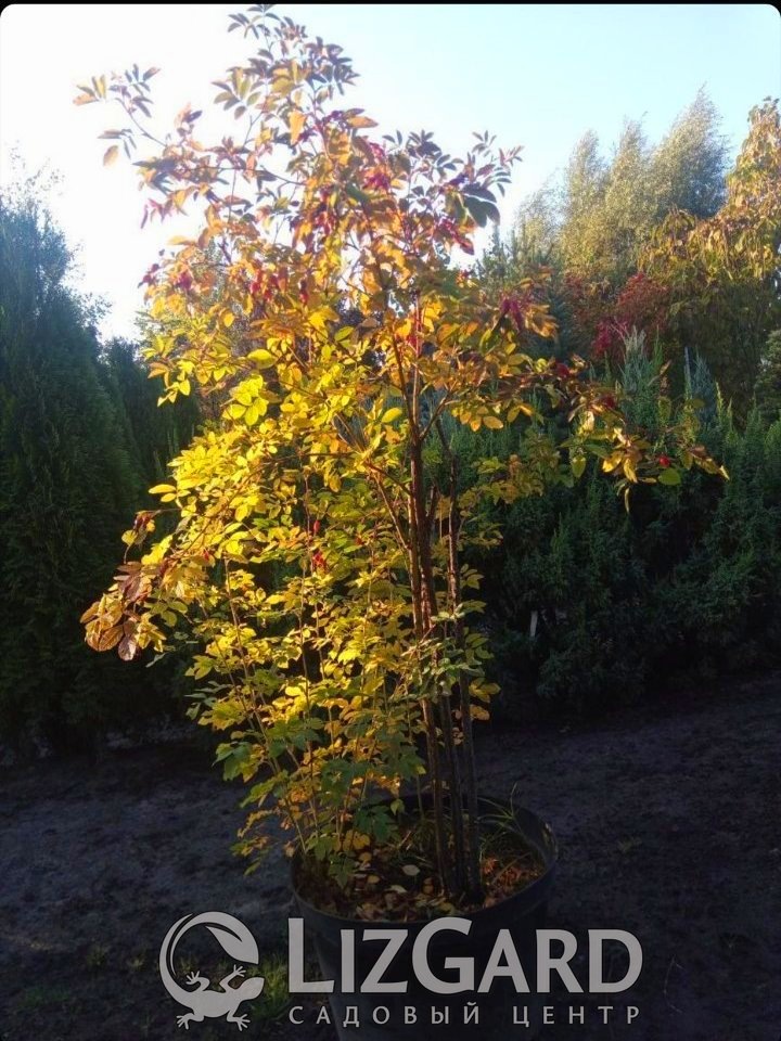 зображення_viber_2021-10-05_08-52-39-178