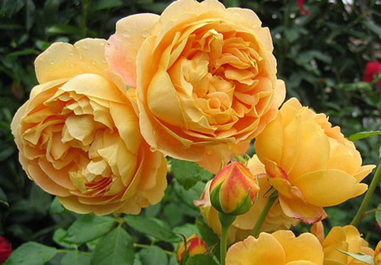 rosa_golden celebration_1