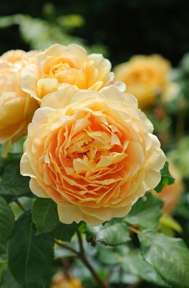 Rose-Golden-Celebration-2