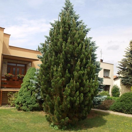 pinus_nigra_pyramidalis-1