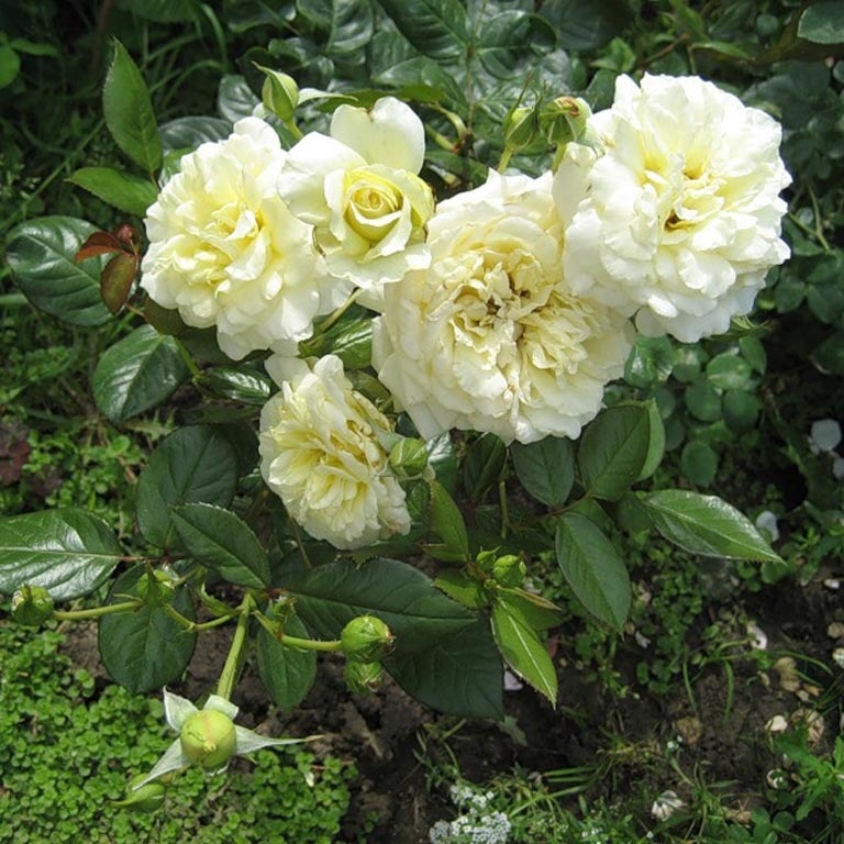 RoseElfe05