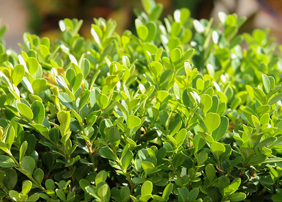 Buxus sempervirens