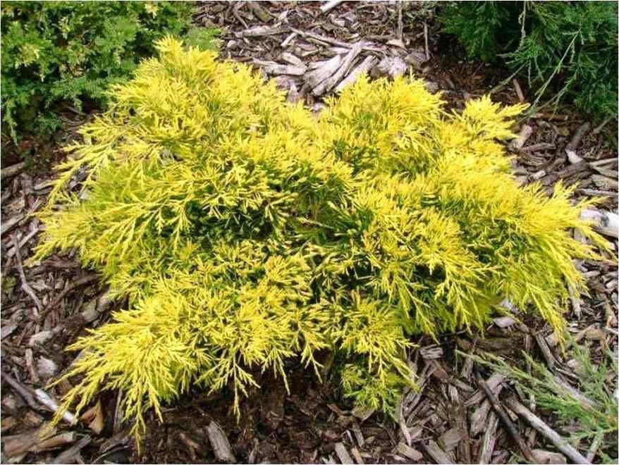 King-of-Spring