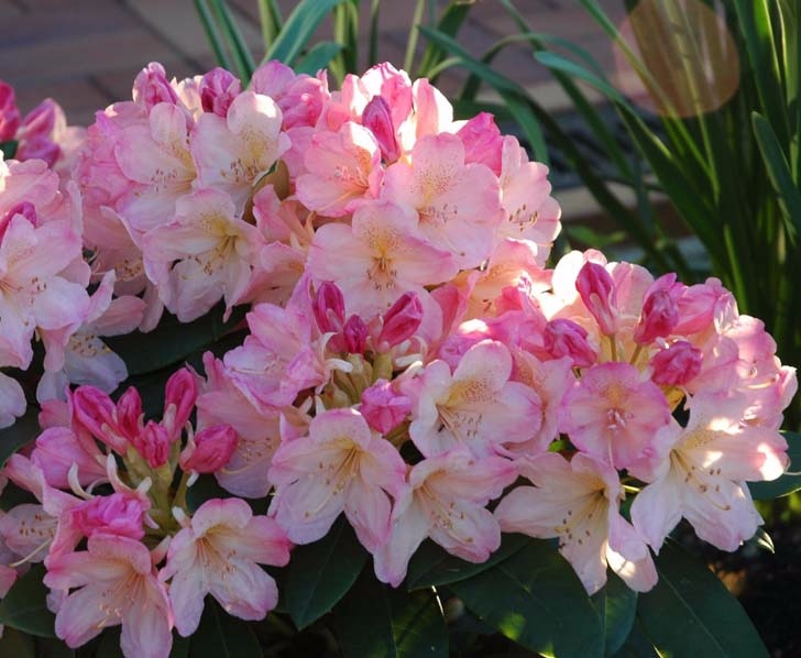 Rhododendron-Percy-Wiseman-2