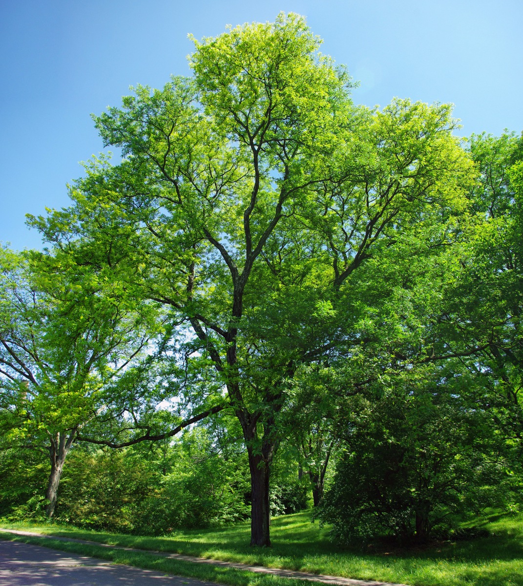 Gleditsia triacanthos1