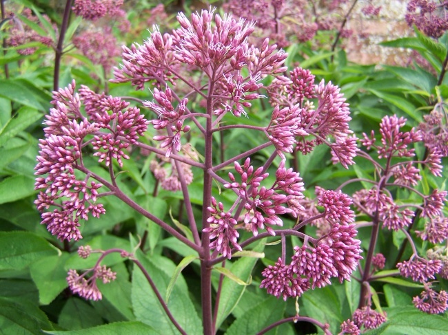 big_eupatorium_maculatum_atropurpurea