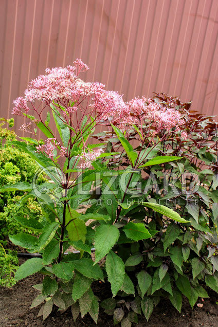 Посконник пятнистый Atropurpurea 