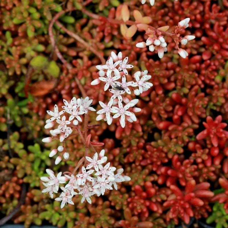 Очиток Coral Carpet2