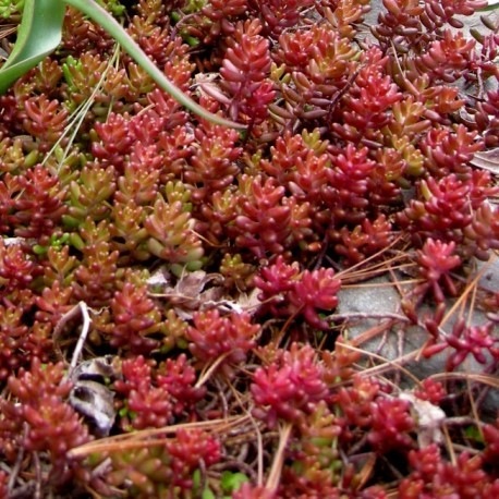 Очиток Coral Carpet3