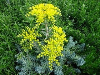 ochitok (1)