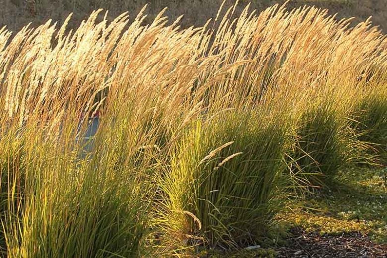 Calamagrostis acutiflora Karl Foerster1