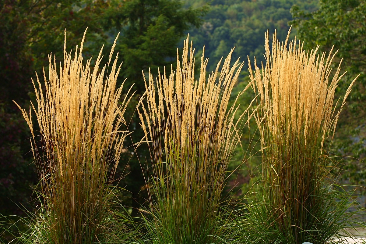 Calamagrostis acutiflora Karl Foerster2