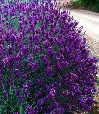 Hidcote