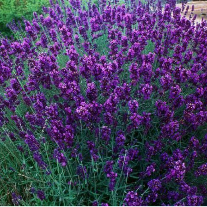 lavanda-hidkot