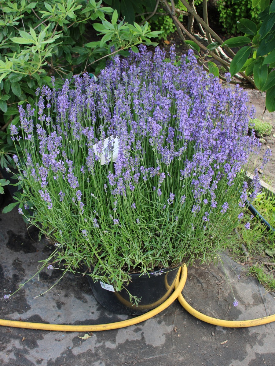 Лаванда узколистная Хидкот (Lavandula angustifolia Hidcote) Лаванда вузьколиста Хідкот 1