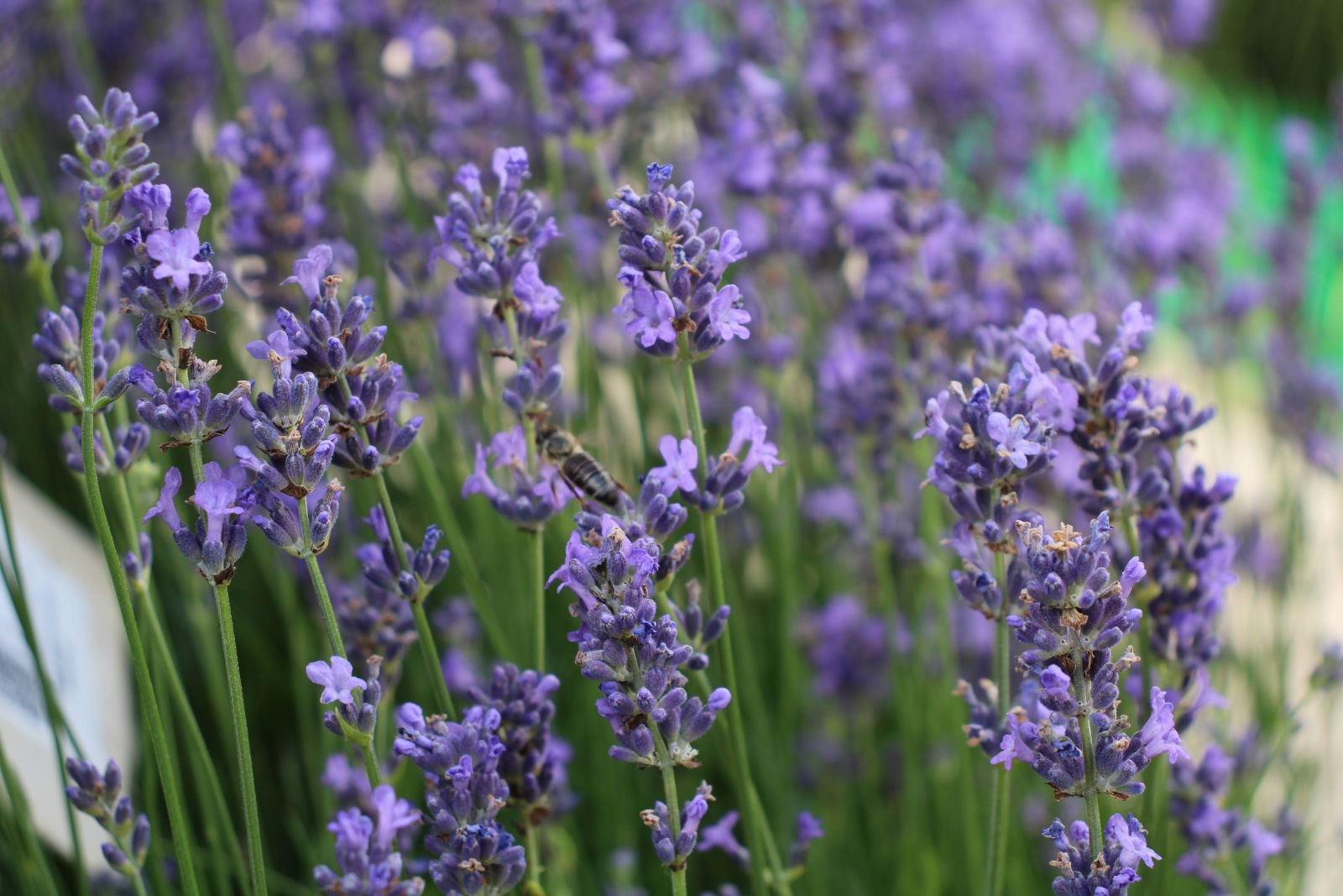 Лаванда узколистная Хидкот (Lavandula angustifolia Hidcote) Лаванда вузьколиста Хідкот 4