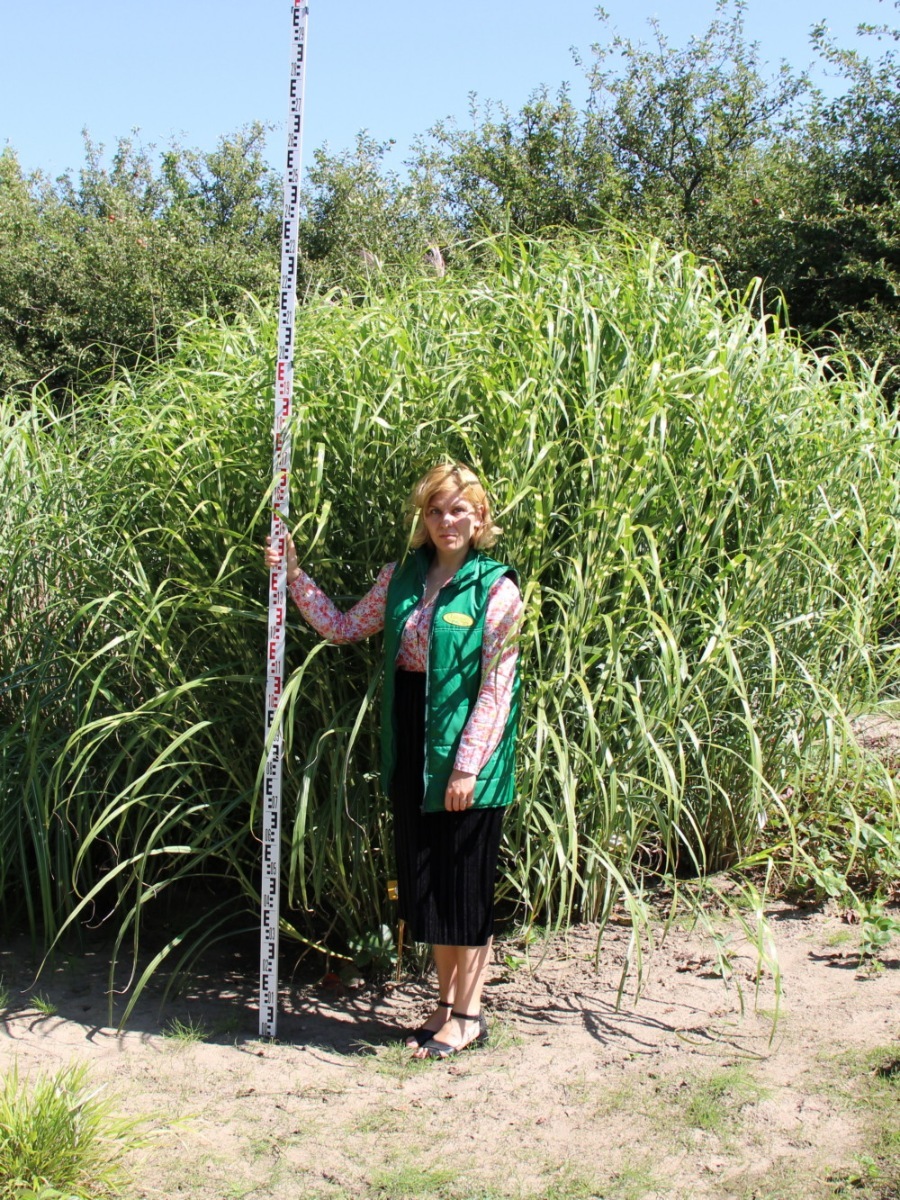 Купить мискантус Sinensis Punktchen в Украине