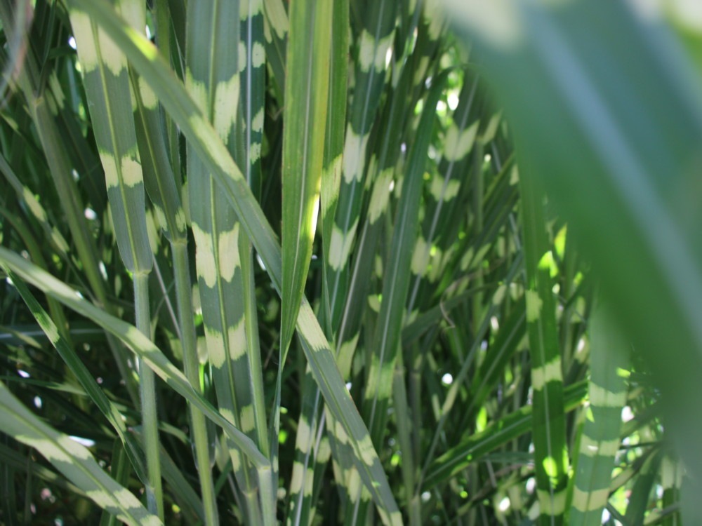 Купить мискантус Sinensis Punktchen в Украине1