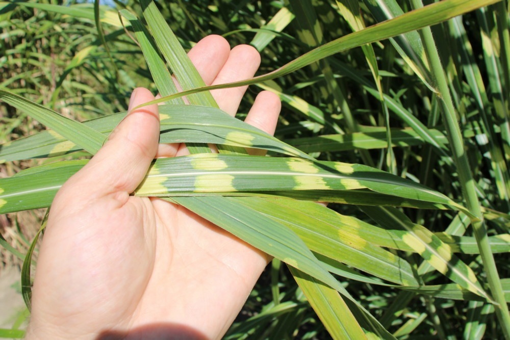 Купить мискантус Sinensis Punktchen в Украине_